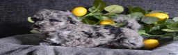 Miniature Poodle dogs for sale: Miniature poodles - Advert 10