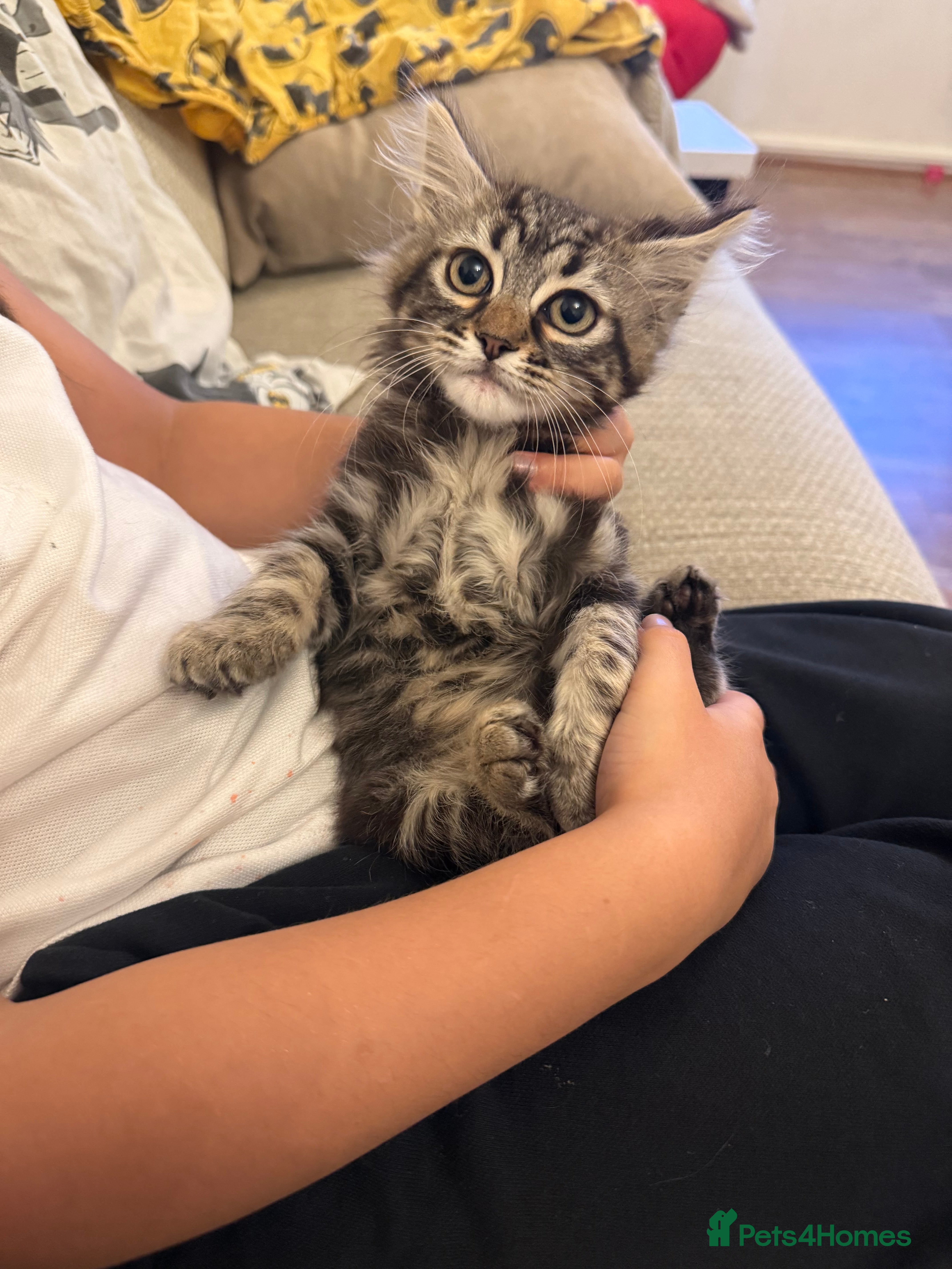 Mixed Breed cats 🐾 6 Beautiful Bengal × British Longhair Kittens🐾 - Advert 2