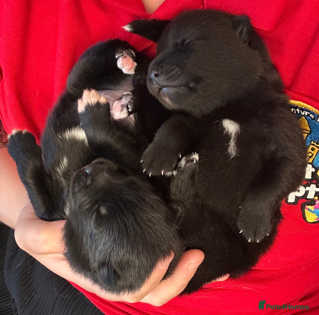 Pomsky dogs for sale: Pomsky Puppies  - Image 9
