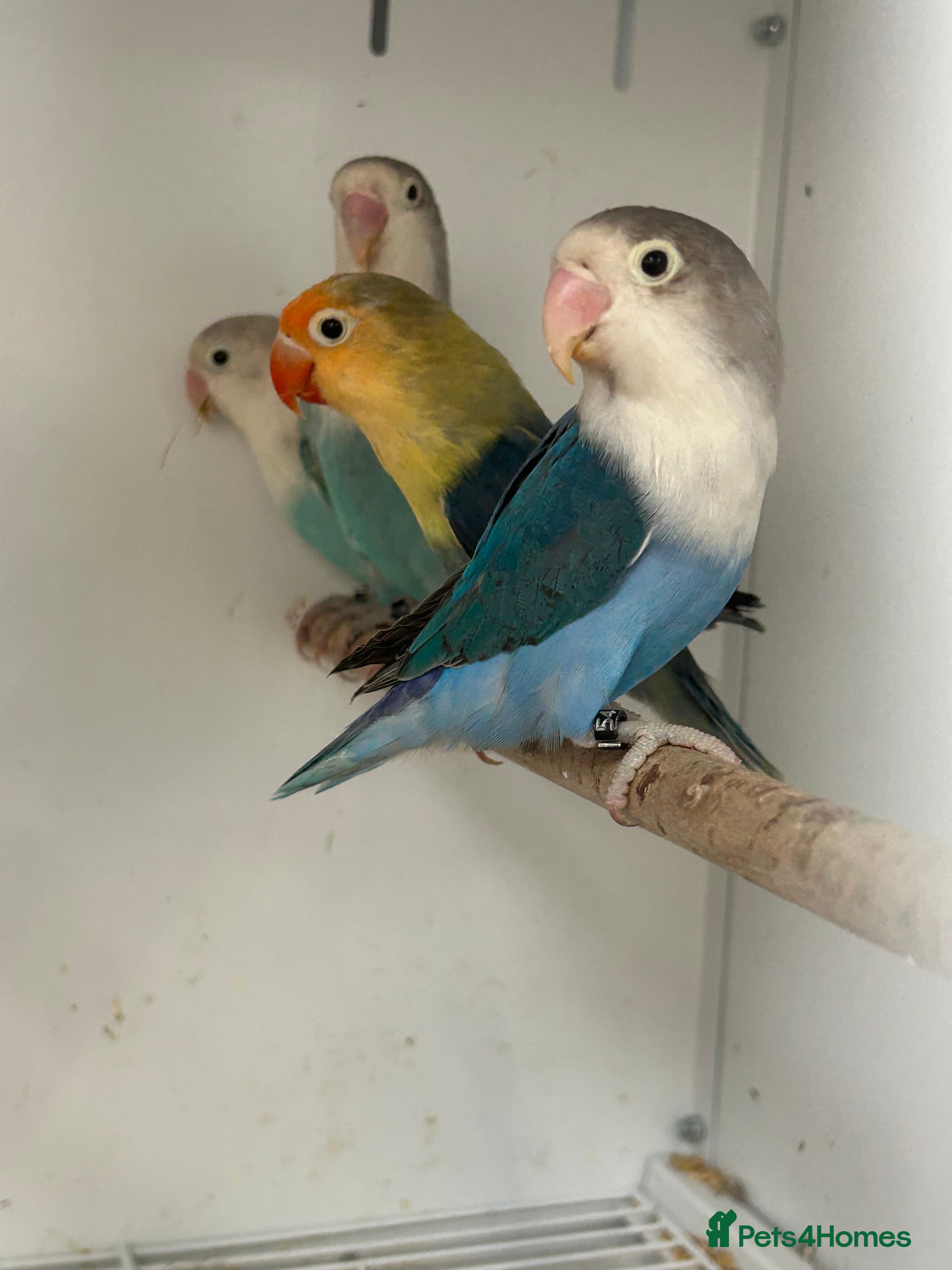 Lovebirds birds Stunning Various Baby Lovebirds  - Advert 5