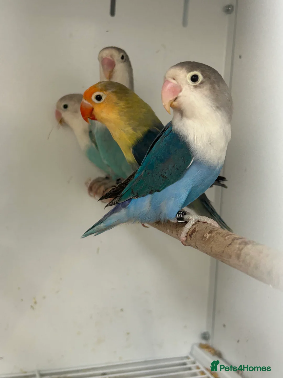 Lovebirds birds for sale: Stunning Various Baby Lovebirds  - Advert 1