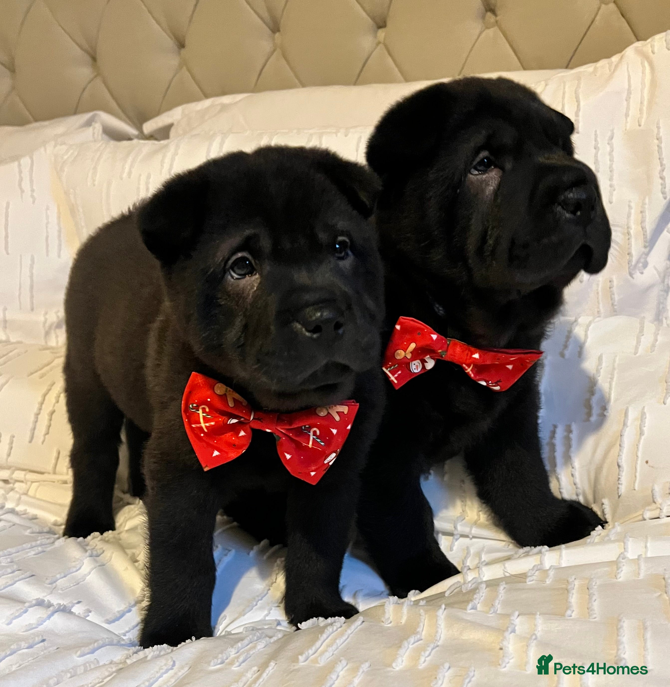 Mixed Breed dogs ChowPei Pups  - Advert 3