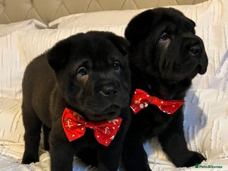 Mixed Breed dogs ChowPei Pups - Advert 3