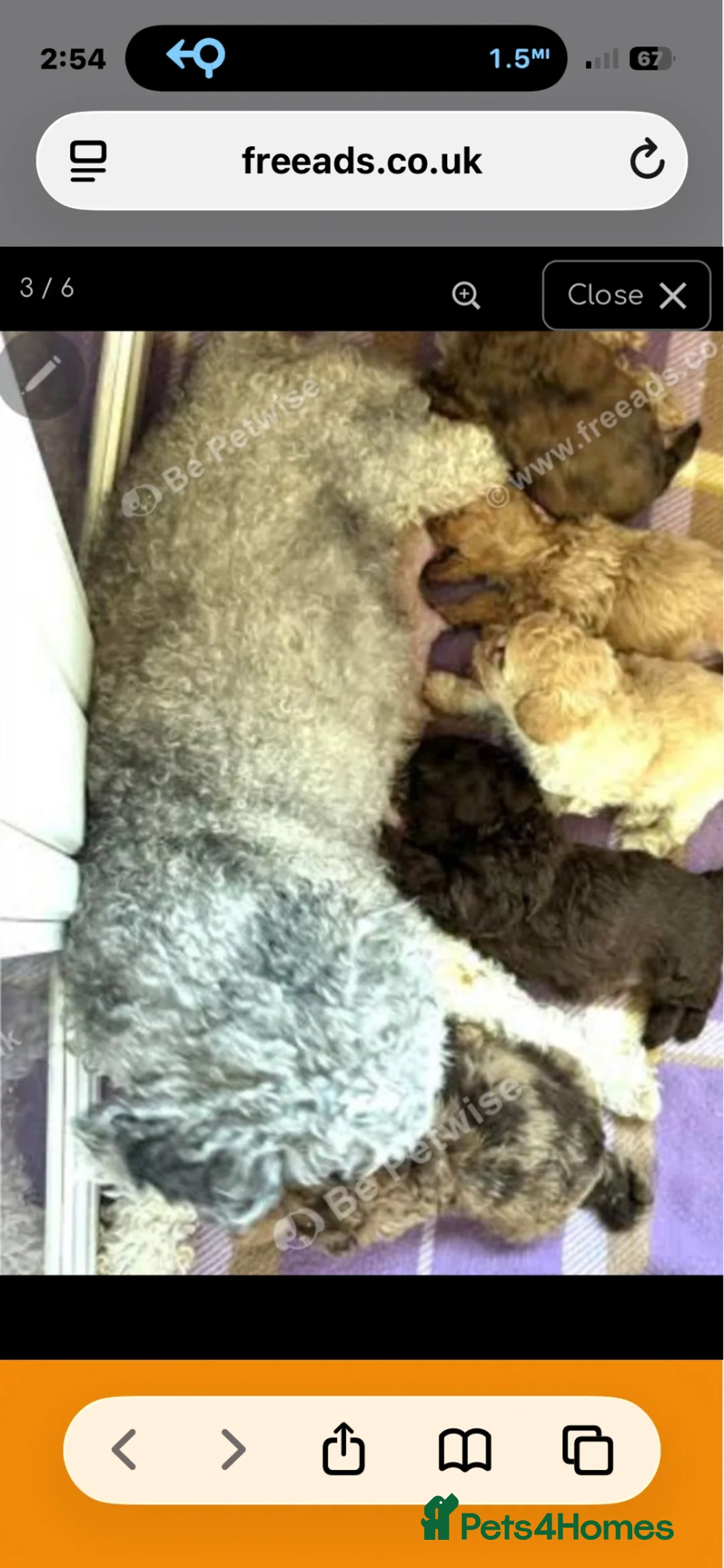 Miniature Poodle dogs for sale: Beautiful mini poodle - Advert 2