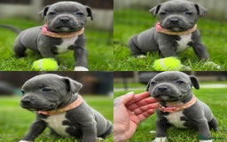 Staffordshire Bull Terrier dogs for sale: 2 left, Reduced Champion KC Blue Staffy Pups - Image 23