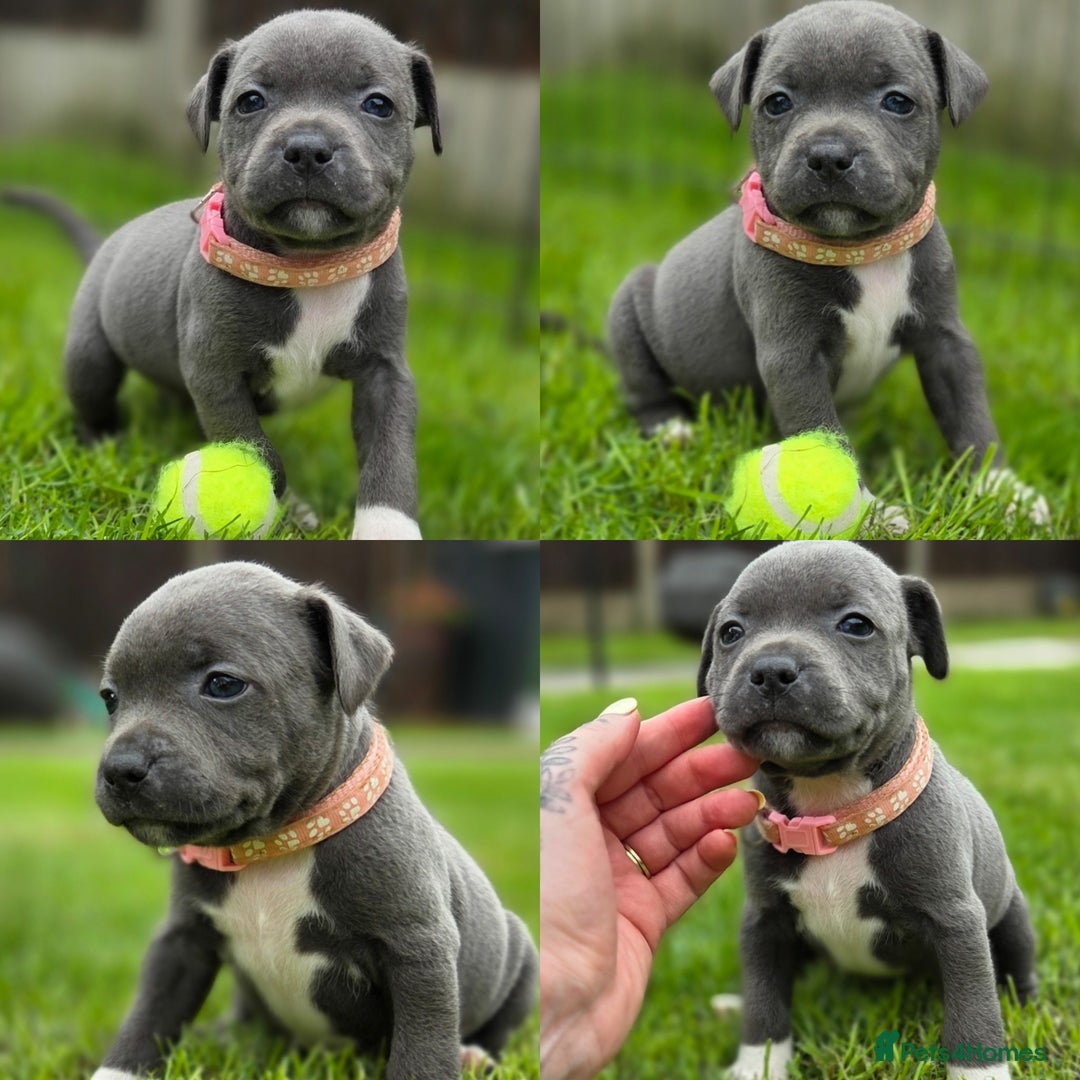 Staffordshire Bull Terrier dogs for sale: 2 left, Reduced Champion KC Blue Staffy Pups - Image 23