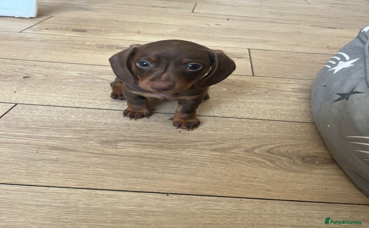 Miniature Dachshund dogs - Advert 3