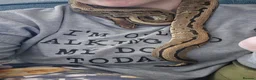 Python Snake reptiles for sale: Various Royal Pythons - Advert 3