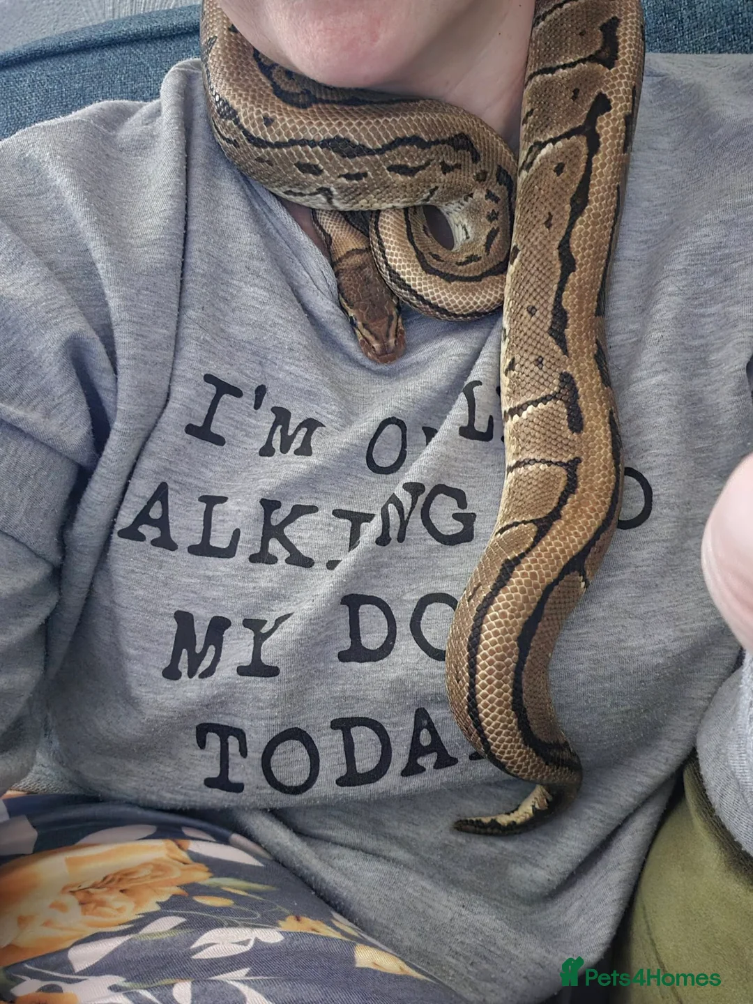 Python Snake reptiles for sale: Royal Python for pet home - Advert 2