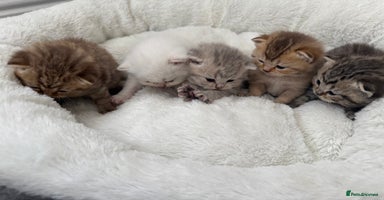 British Shorthair cats - Advert 4