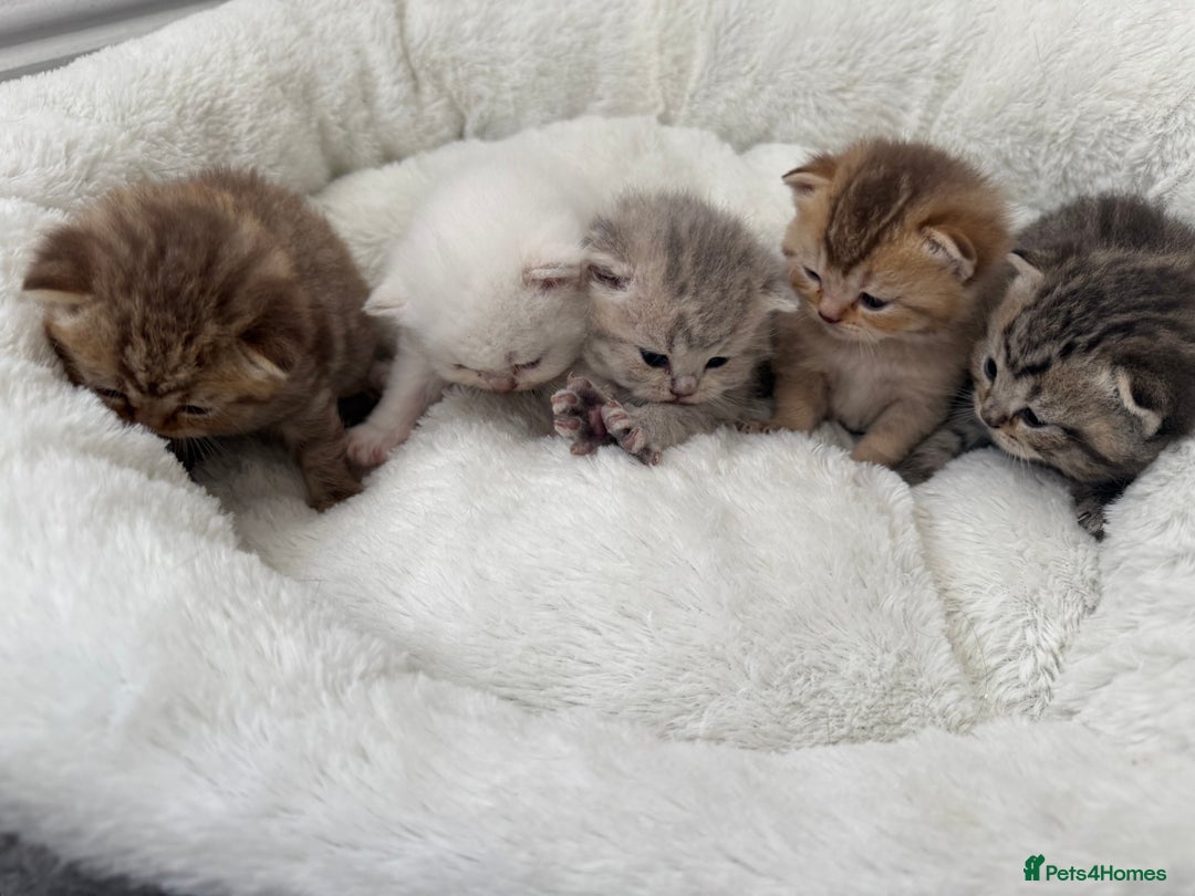 British Shorthair cats for sale: British shorthair kittens  - Image 3