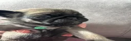 Pug dogs for sale: Kc registered pug puppies  in Plymouth - Advert 12