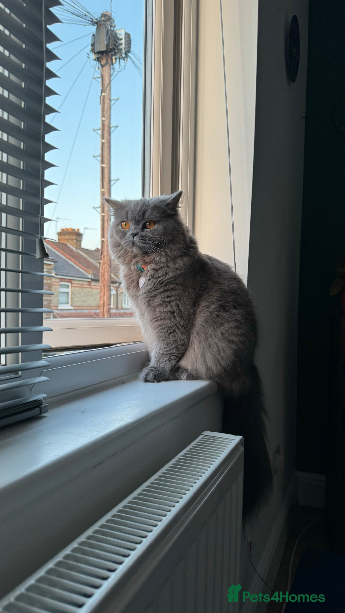 British Shorthair cats Beautiful British Shorthair Kittens - Advert 2