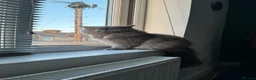 British Shorthair cats for sale: Beautiful British Shorthair Kittens in Watford - Advert 2