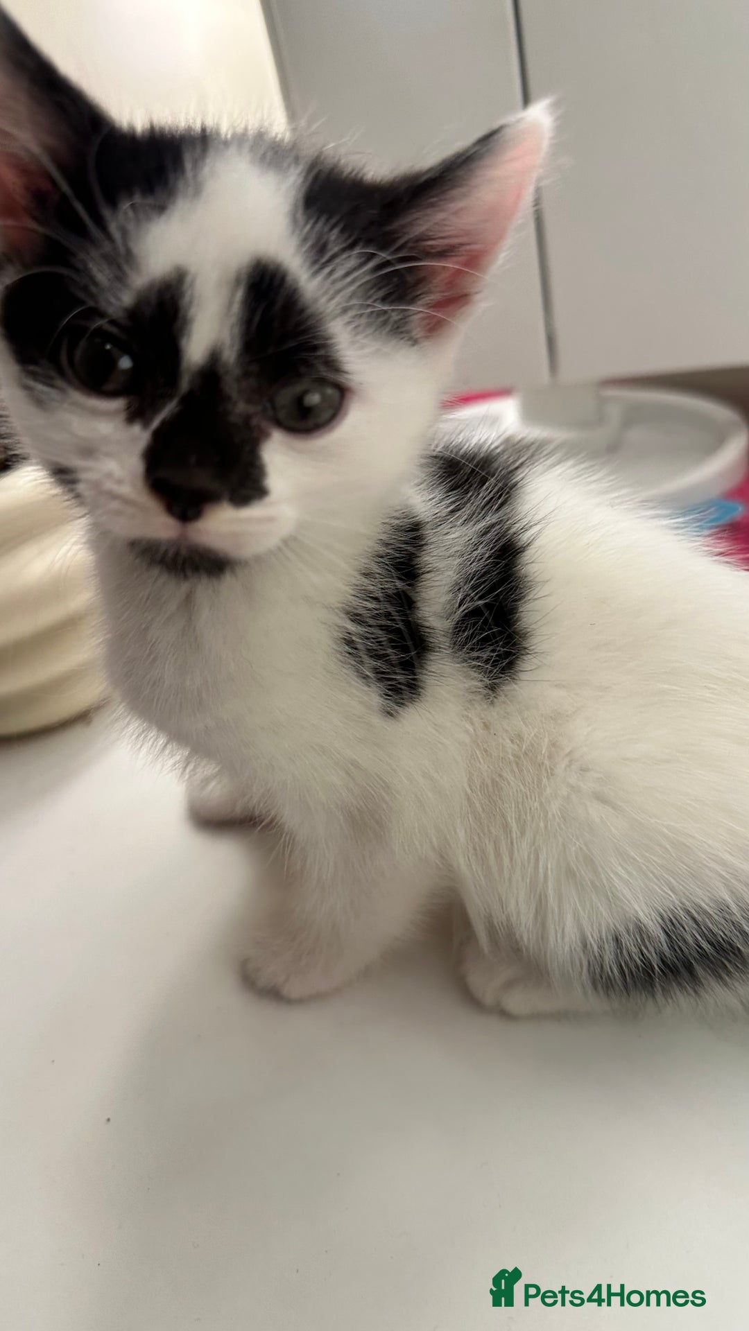 Mixed Breed cats for sale: 6 mixed breed ( shorthair and longhair) kittens - Advert 13