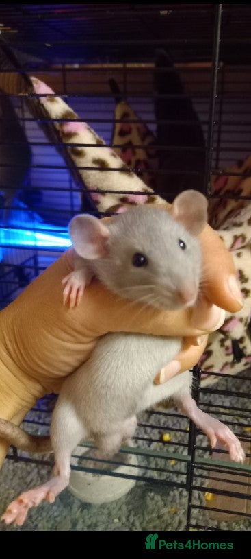 Rat rodents Dumbo baby rats  - Advert 1