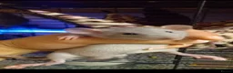 Rat rodents for sale: Dumbo baby rats  - Advert 1