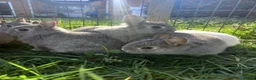 Netherland Dwarf rabbits for sale: netherland dwarfs - Advert 5