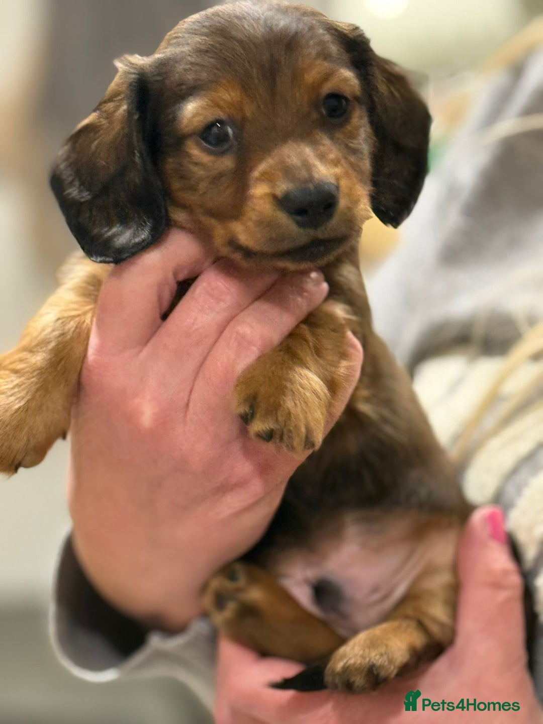 Miniature Dachshund dogs for sale:  Long haired miniature dachshund litter  - Advert 8