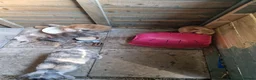Dwarf Lop rabbits for sale: Dwarf Lops  - Advert 18