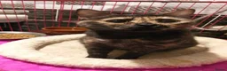 Mixed Breed cats for adoption: Pretty is longing for a loving home - Advert 2