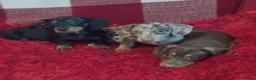 Dachshund dogs for sale: pedigree miniature dachshunds - Advert 4