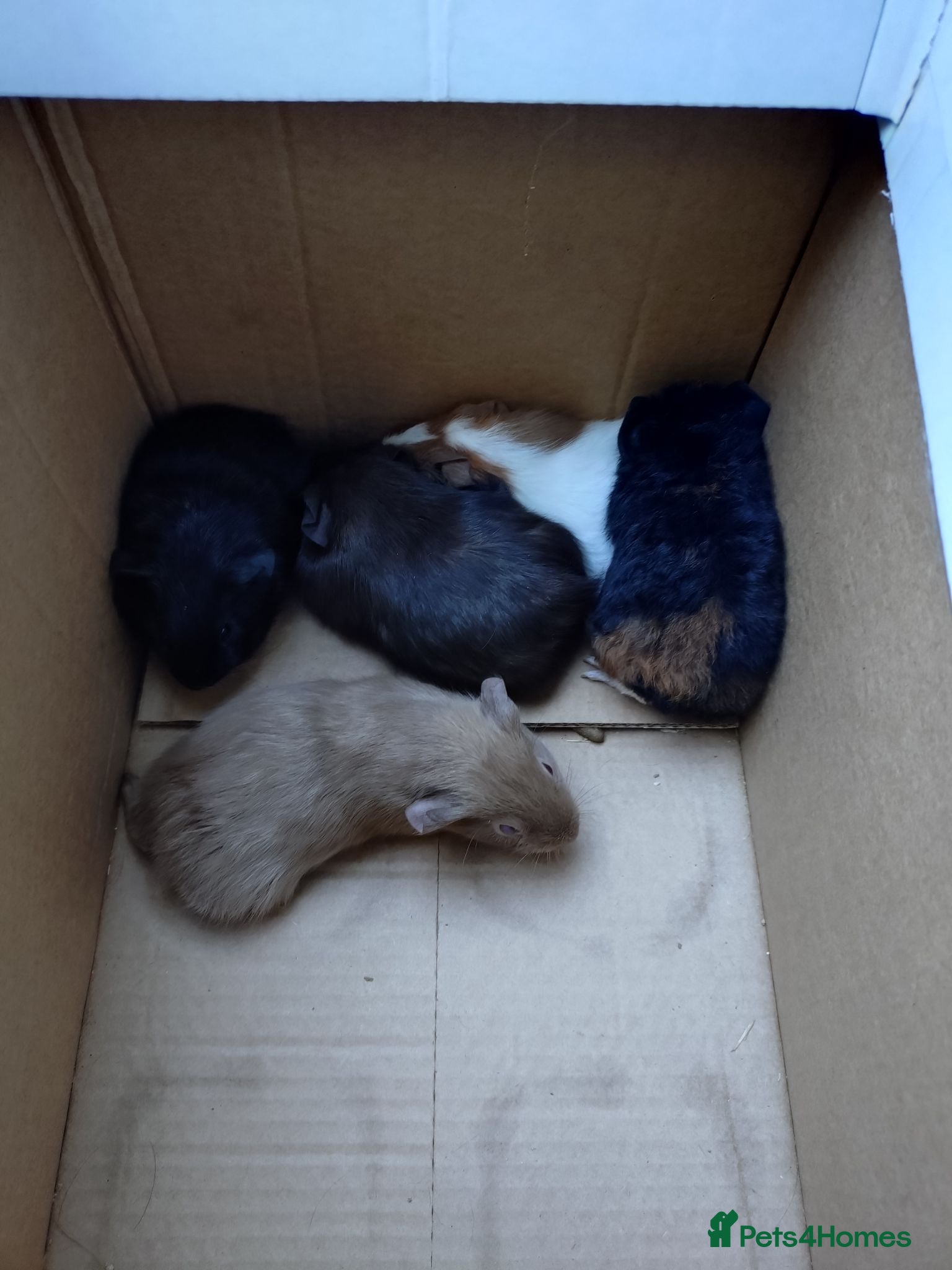 Guinea Pig rodents Baby guinea pig mix lot of males and females - Advert 1