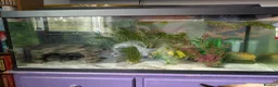 Other/Mixed Breed fish for sale: Beautiful Bellatrix the Axolotl  - Advert 7