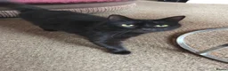 Mixed Breed cats for sale: 2 Beautiful Kittens ready for their forever home - Advert 10