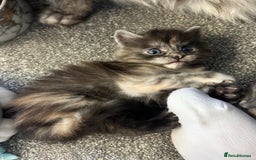 Maine Coon cats for sale: Beautiful RARE coloured Maine Coons - Image 12