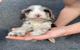 Cockapoo dogs for sale: Adorable Cockerpoo Puppies Ready - Image 36