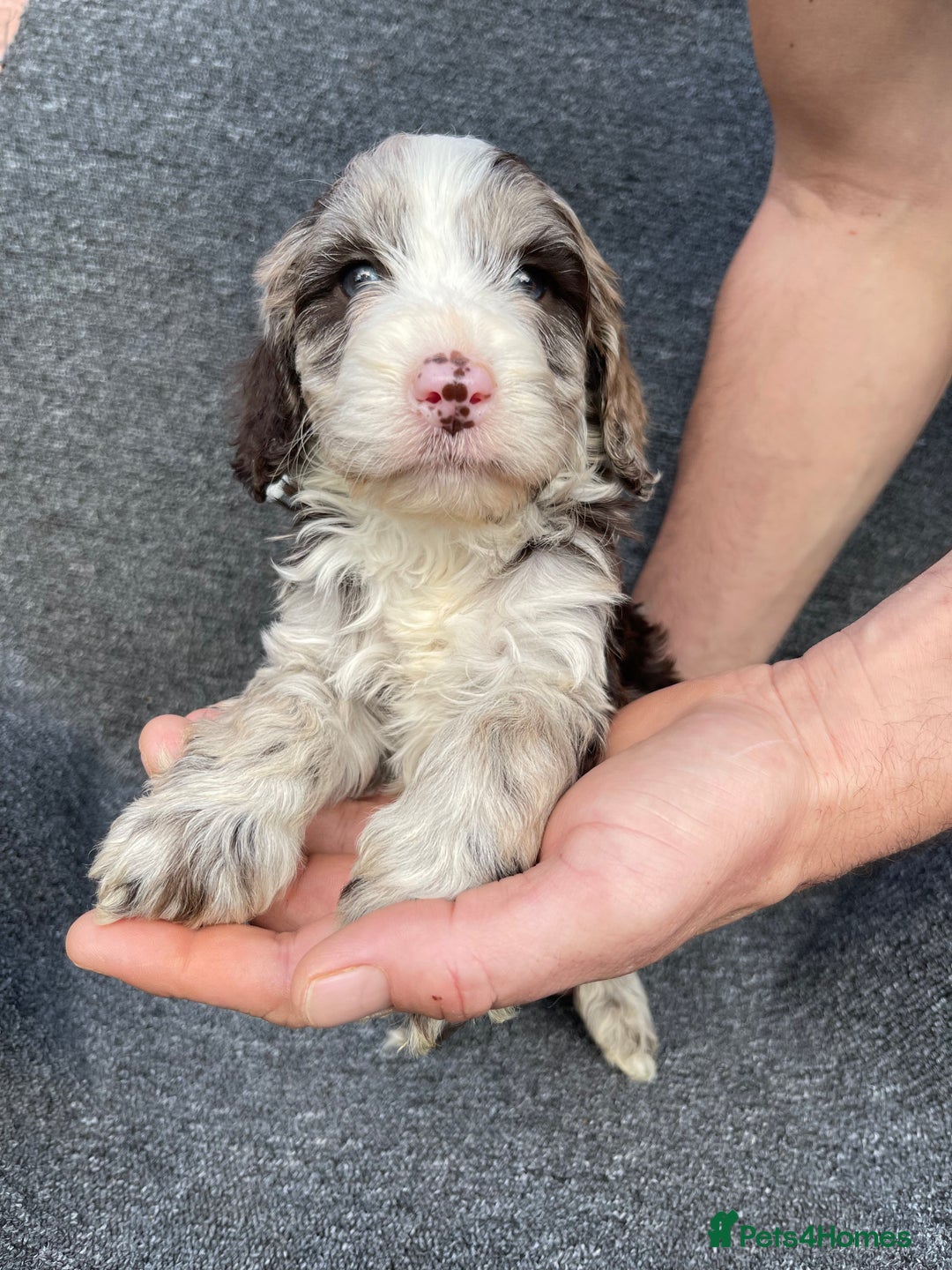 Cockapoo dogs for sale: Adorable Cockerpoo Puppies Ready - Image 36