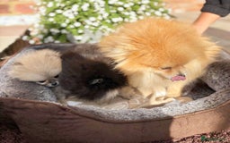 Pomeranian dogs for sale: Stunning Pomeranian Boys - Image 7