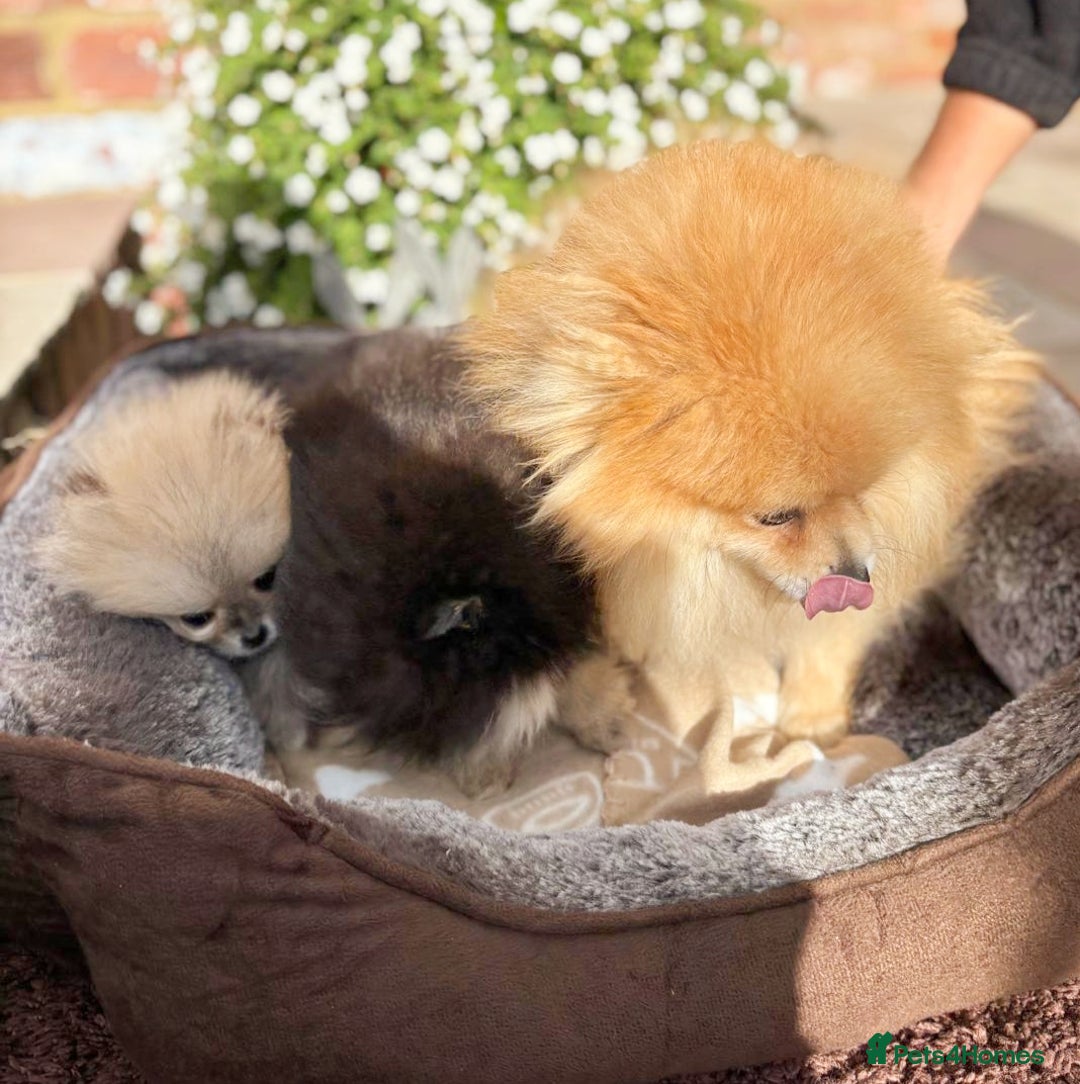 Pomeranian dogs for sale: Stunning Pomeranian Boys - Image 7