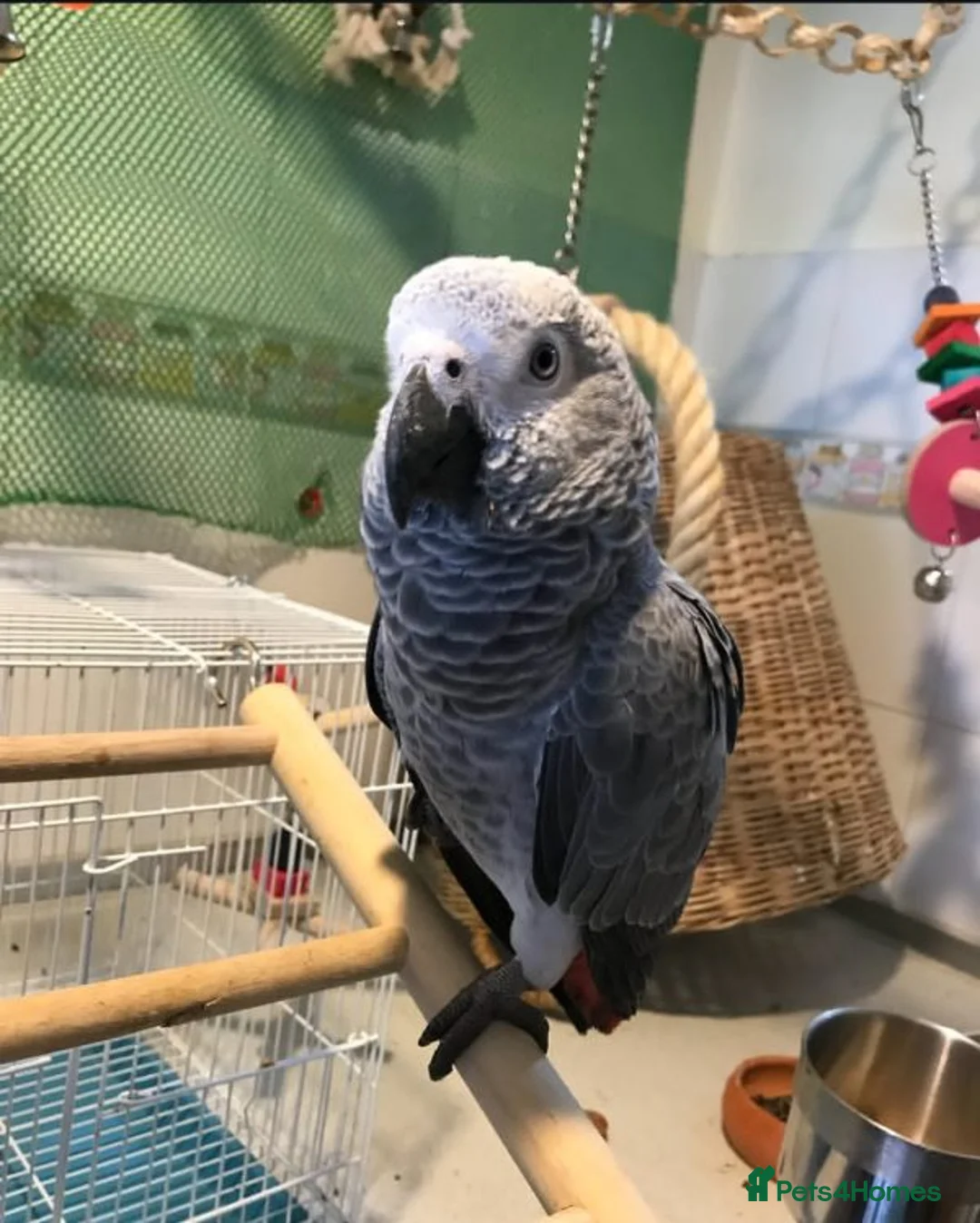 Parrots birds for sale: Timneh African Grey Parrots for Sale - Advert 1