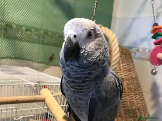 Parrots birds Timneh African Grey Parrots for Sale - Advert 9