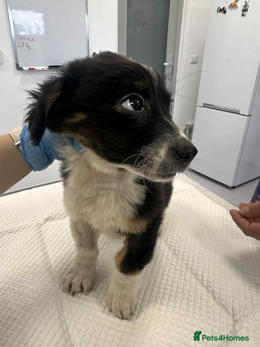 Mixed Breed dogs for adoption: 💮Cauliflower💮 for adoption, coming into GLOUS - Image 9