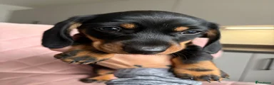 Miniature Dachshund Puppy 2
