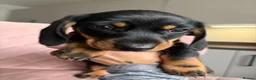 Miniature Dachshund dogs for sale: READY TO GO TODAY! KC registered Miniature - Advert 10