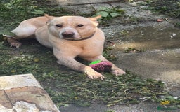 Mixed Breed dogs for sale: Loving dog to a good home  - Image 5