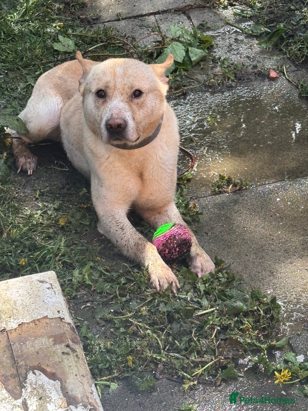 Mixed Breed dogs for sale: Loving dog to a good home  - Image 5