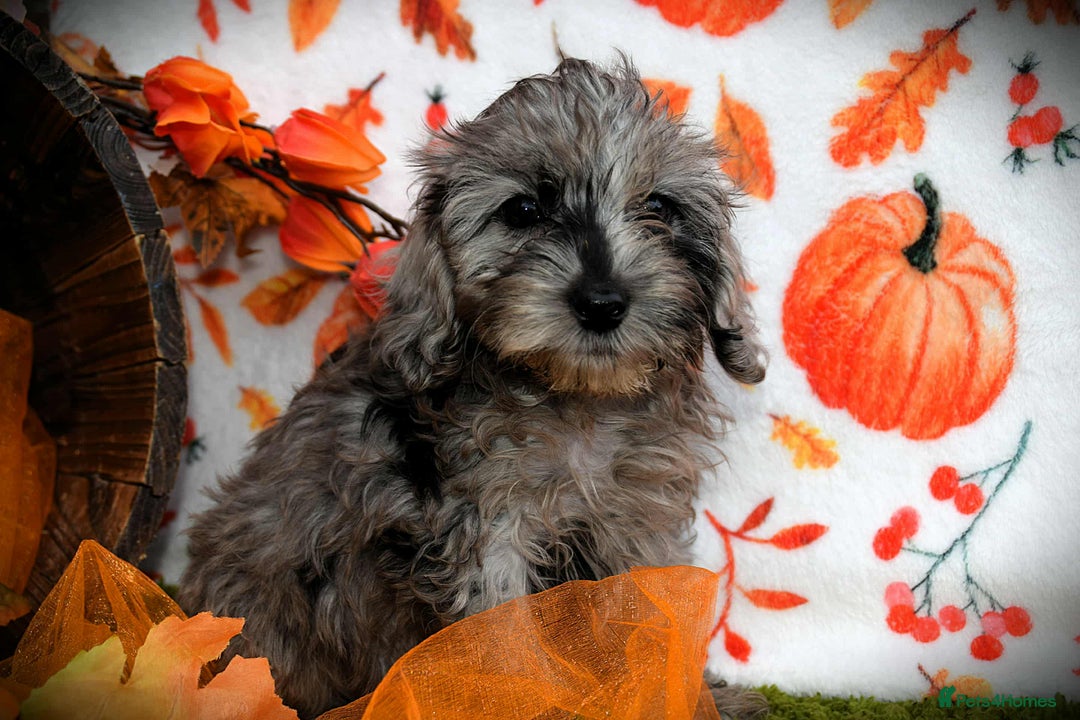 Cockapoo dogs for sale: Fully innoculated hereditary clear toy cockapoos  - Advert 18