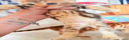 Bengal cats for sale: Family raised Bengal Kittens 🐾 - Advert 22