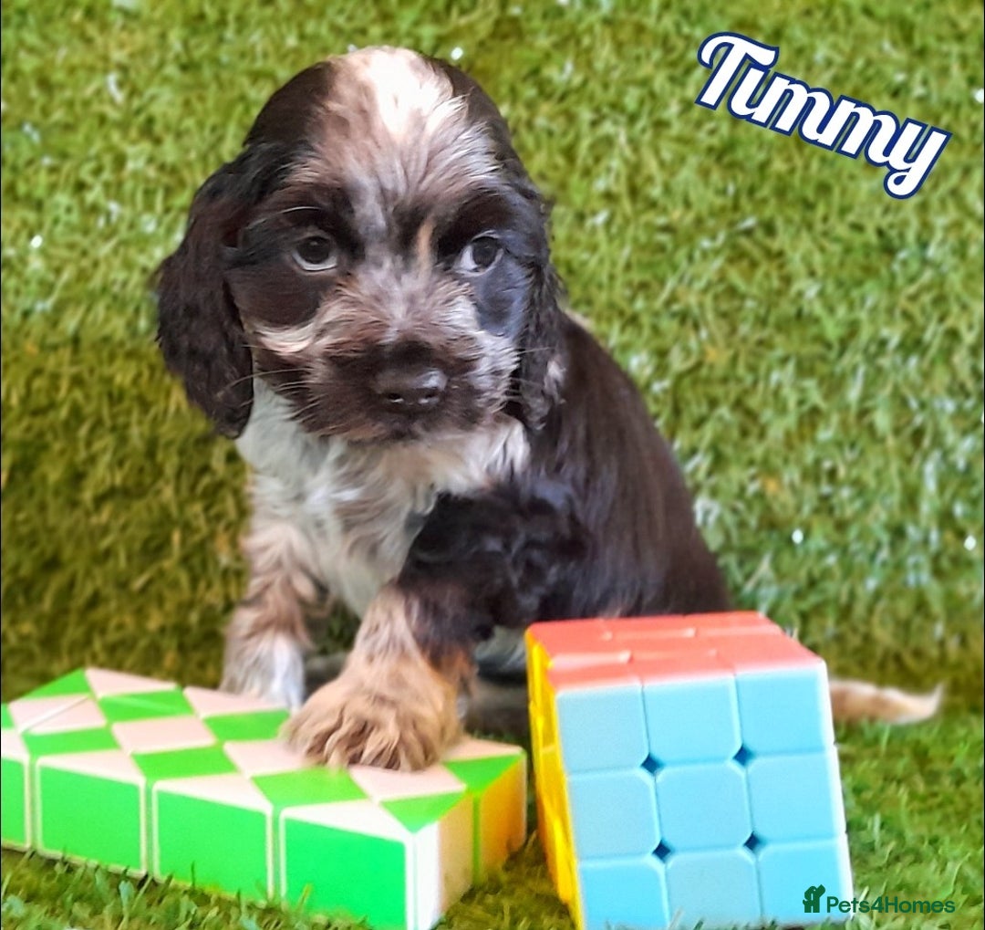 Cocker Spaniel dogs for sale: Handsome Show Cocker Spaniel - Advert 9