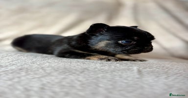 French Bulldog dogs Fluffy Frenchbulldogs  - Advert 10