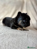 French Bulldog dogs Fluffy Frenchbulldogs - Advert 5