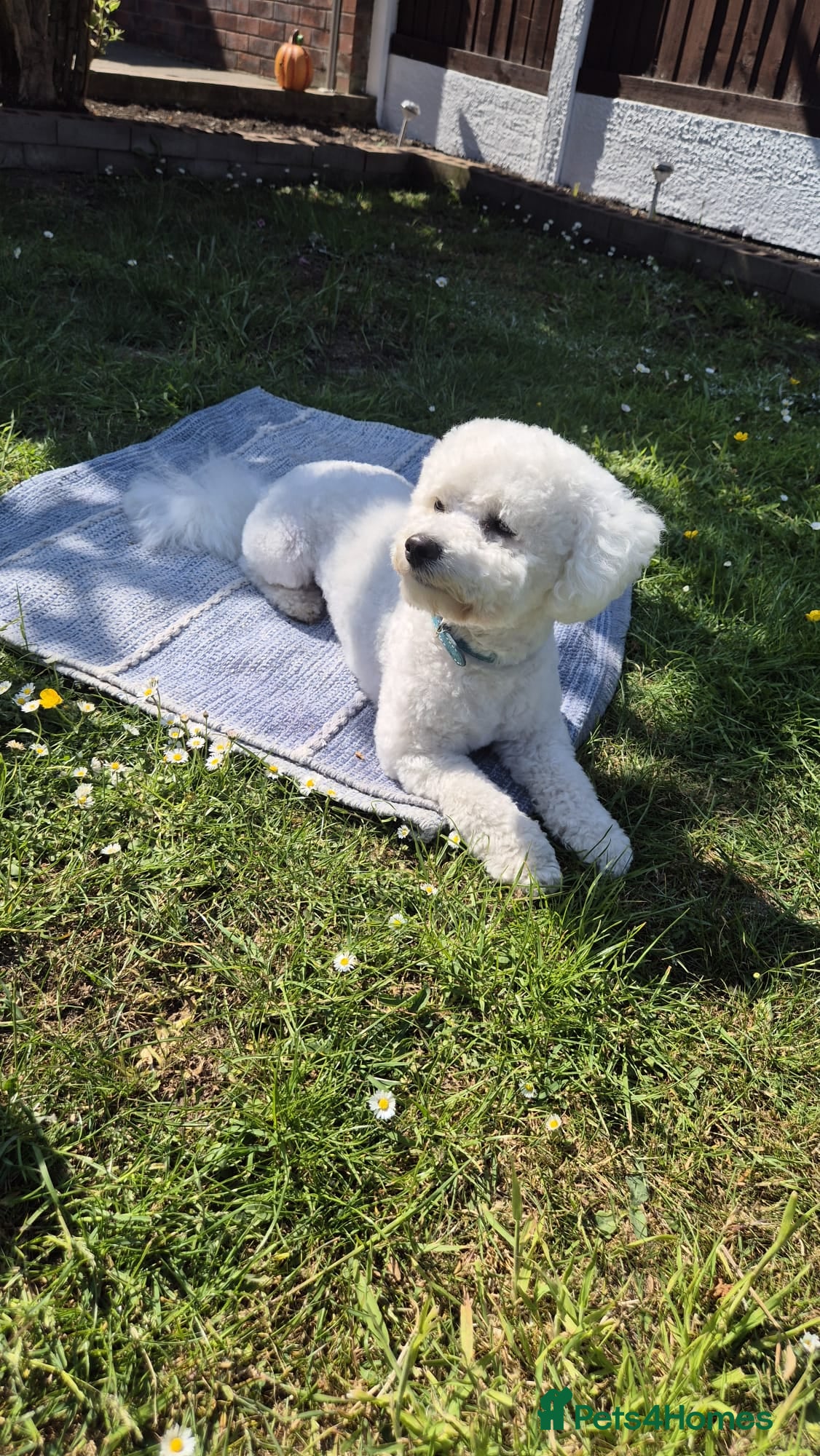 Bichon Frise dogs For Stud in Deeside - Advert 1