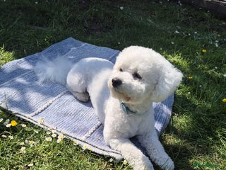 Bichon Frise dogs for stud: For Stud in Deeside - Advert 1