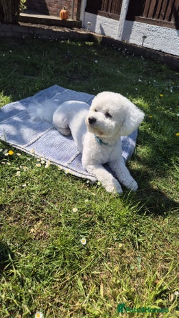 Bichon Frise dogs For Stud in Deeside - Advert 1
