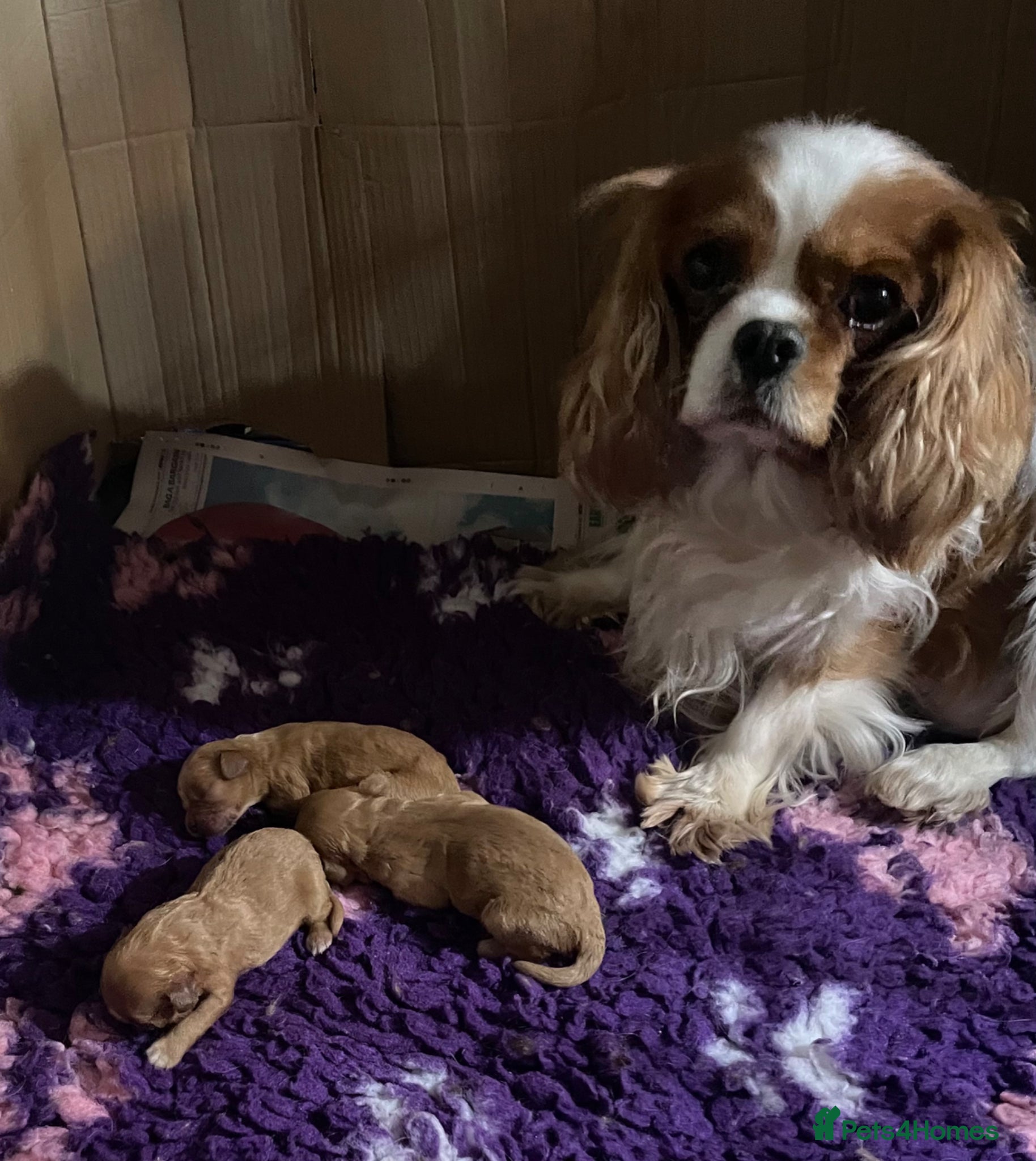 Cavapoo dogs for sale: Cavapoo puppies - Advert 5